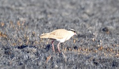 Vanellus coronatus