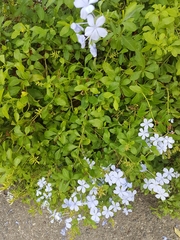 Plumbago auriculata