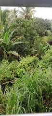 Musa
