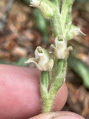 Goodyera oblongifolia