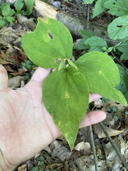 Trillium undulatum