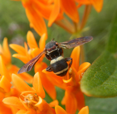 Epeolus bifasciatus