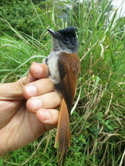 Terpsiphone atrochalybeia