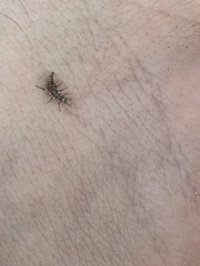 Chrysoperla rufilabris