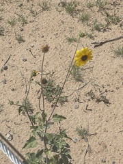 Helianthus petiolaris