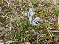 Gentiana algida