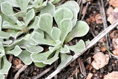 Antennaria parvifolia