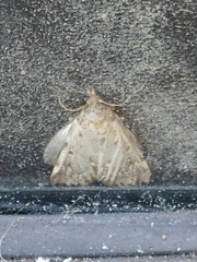 Aglossa pinguinalis