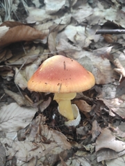Amanita caesarea