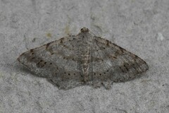 Digrammia ocellinata