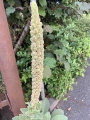 Verbascum thapsus
