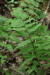 Athyrium angustum