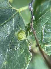 Pachypsylla celtidisumbilicus