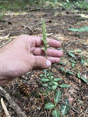 Goodyera oblongifolia