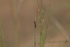 Philanthus bilunatus