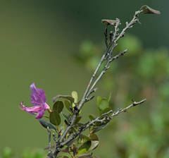 Rhododendron ledebourii