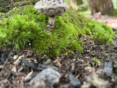 Strobilomyces strobilaceus
