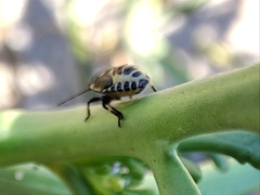 Eurydema