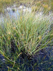 Carex flava