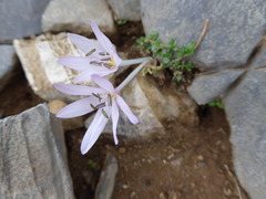 Colchicum pusillum