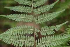 Athyrium