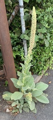 Verbascum thapsus
