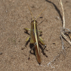Schistocerca lineata