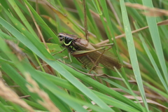 Roeseliana roeselii