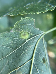 Pachypsylla celtidisumbilicus