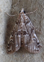 Elophila gyralis