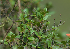 Rhododendron ledebourii