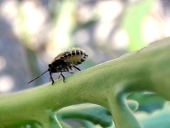 Eurydema
