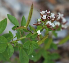 Polanisia dodecandra