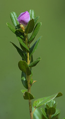 Rhododendron ledebourii