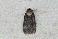 Pseudohermonassa bicarnea