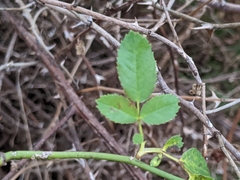 Rosa rubiginosa