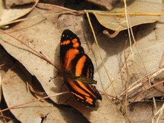 Castilia