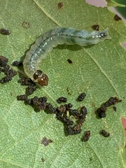 Pantographa limata