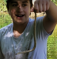 Regina septemvittata