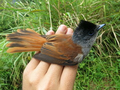 Terpsiphone atrochalybeia