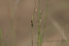 Philanthus bilunatus