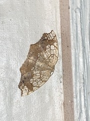 Nematocampa resistaria