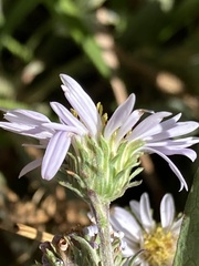 Eurybia radulina