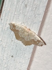 Nematocampa resistaria