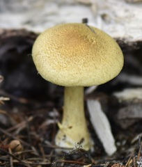Leprocybe