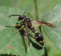 Eumenes