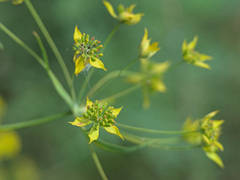 Bupleurum