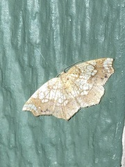 Nematocampa resistaria