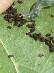 Pantographa limata