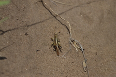 Schistocerca lineata